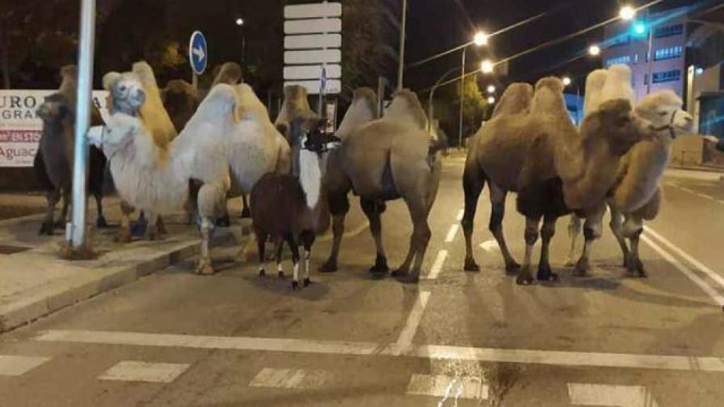 Los camellos, localizados por los agentes.