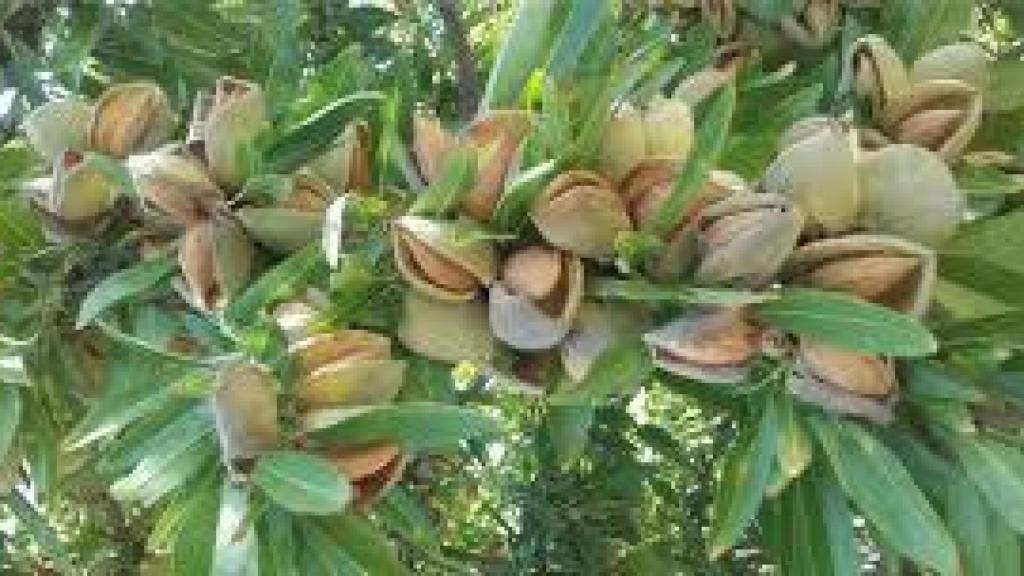 Frutales en Castilla y León