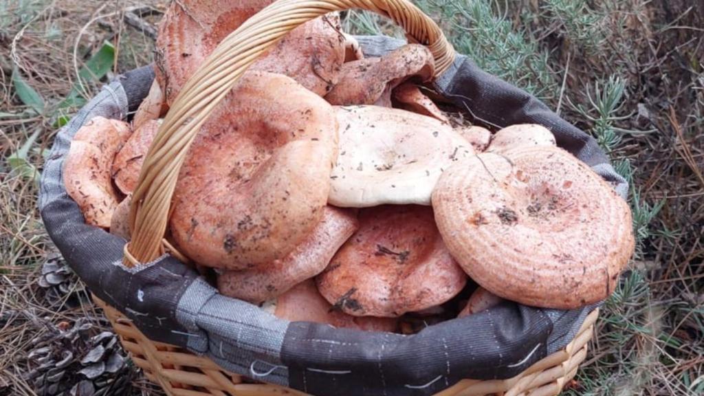 Cesta de níscalos en un pinar