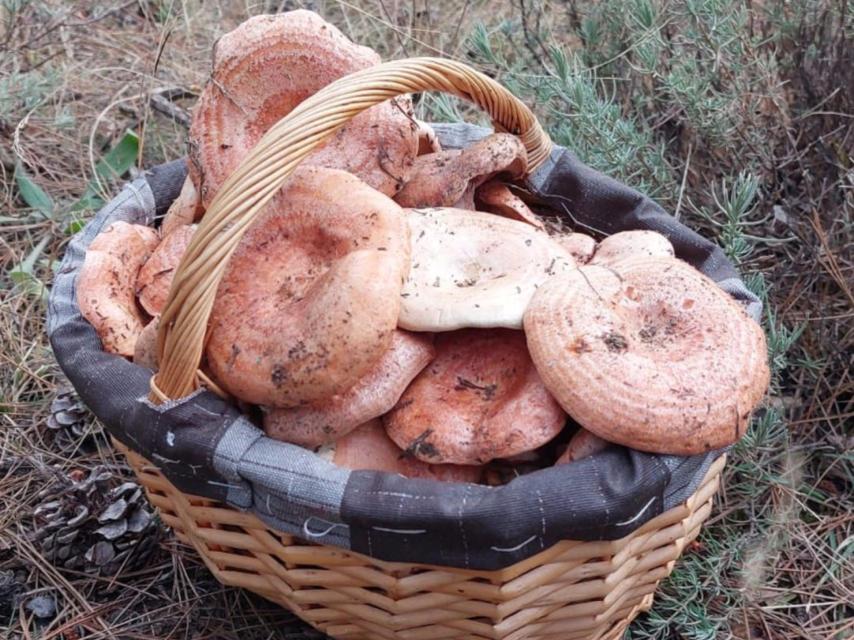 Cesta de níscalos en un pinar