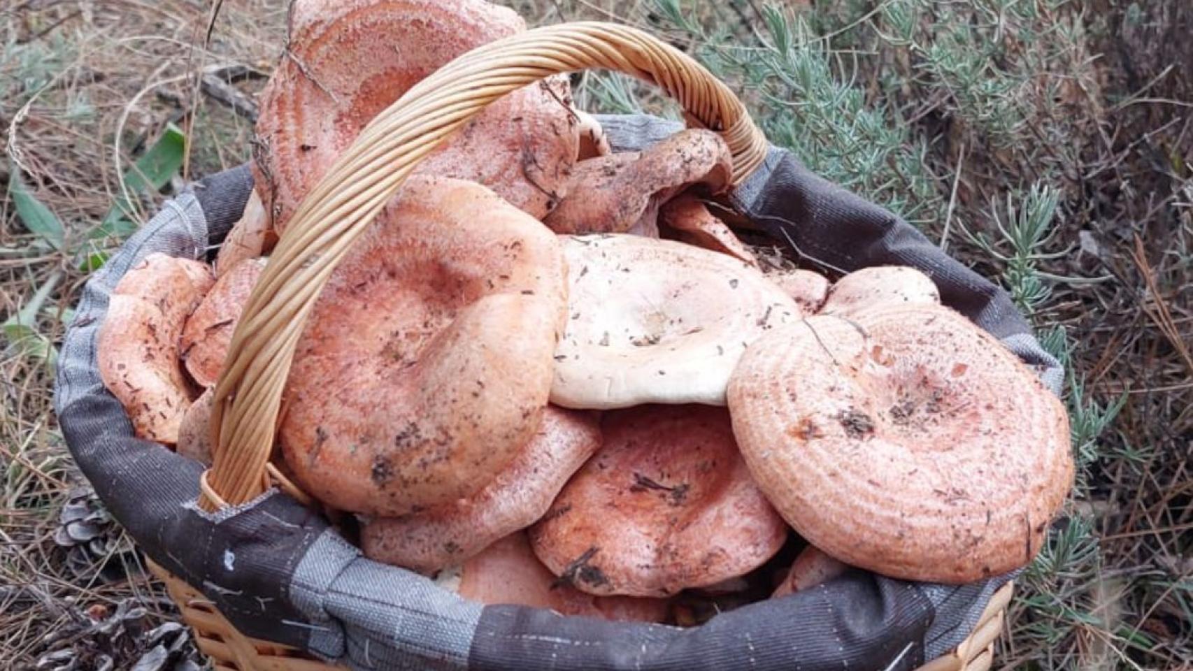 Imagen de un cesta de níscalos en un pinar