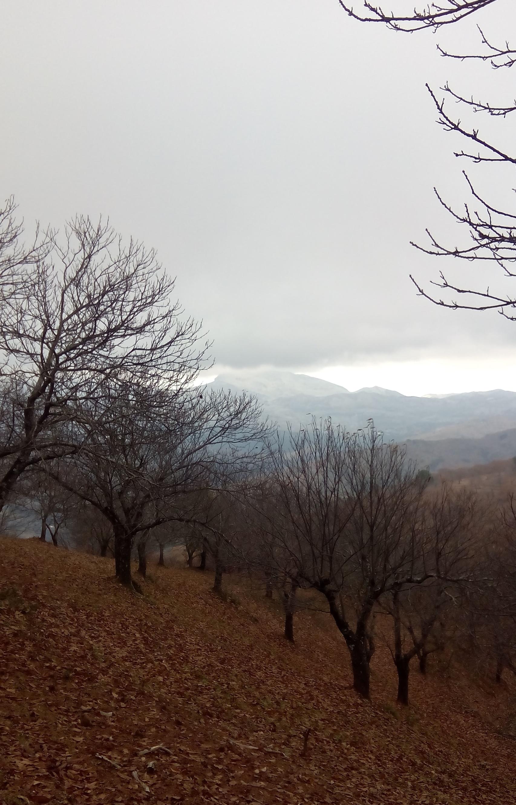 Incluso el mal tiempo juega a favor del Bosque de Cobre.