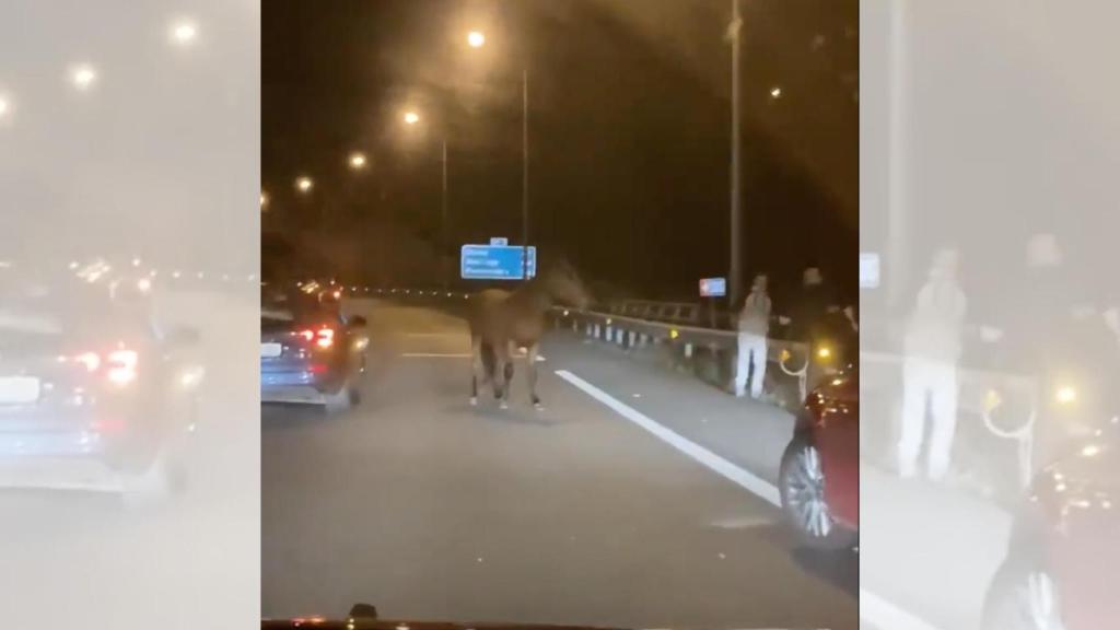 Un caballo suelto en A Coruña recorre Alfonso Molina hasta la AP-9