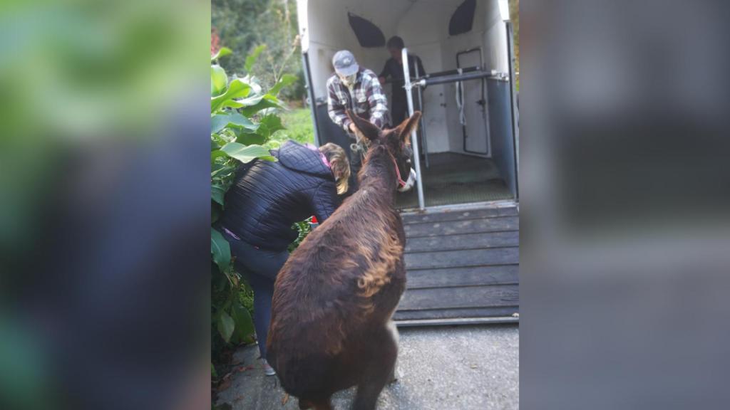 El burro Pancho entrando en el remolque que le lleva a Vedra.