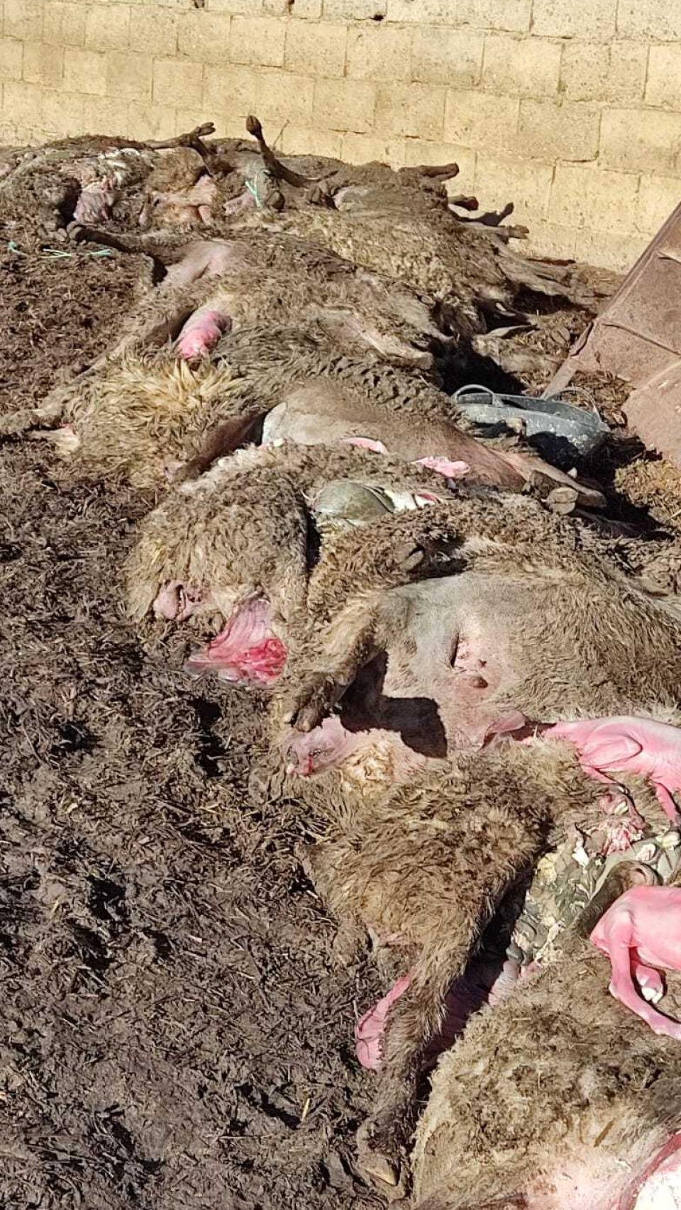 Ovejas muertas tras el ataque en la explotación ganadera de Ignacio Carricajo ubicada en Revellinos de Campos