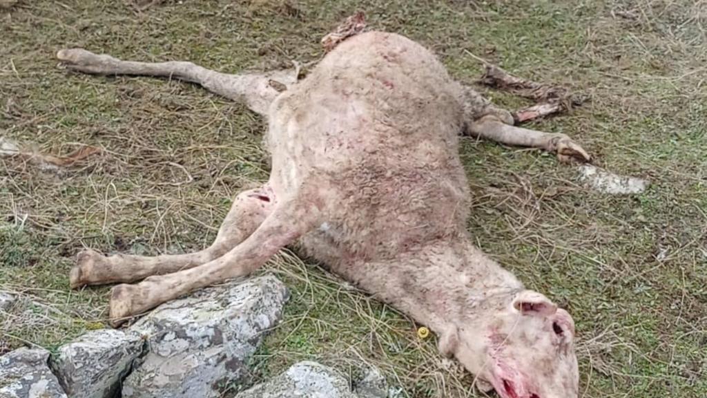 Una de las ovejas atacadas en Atienza (Guadalajara).