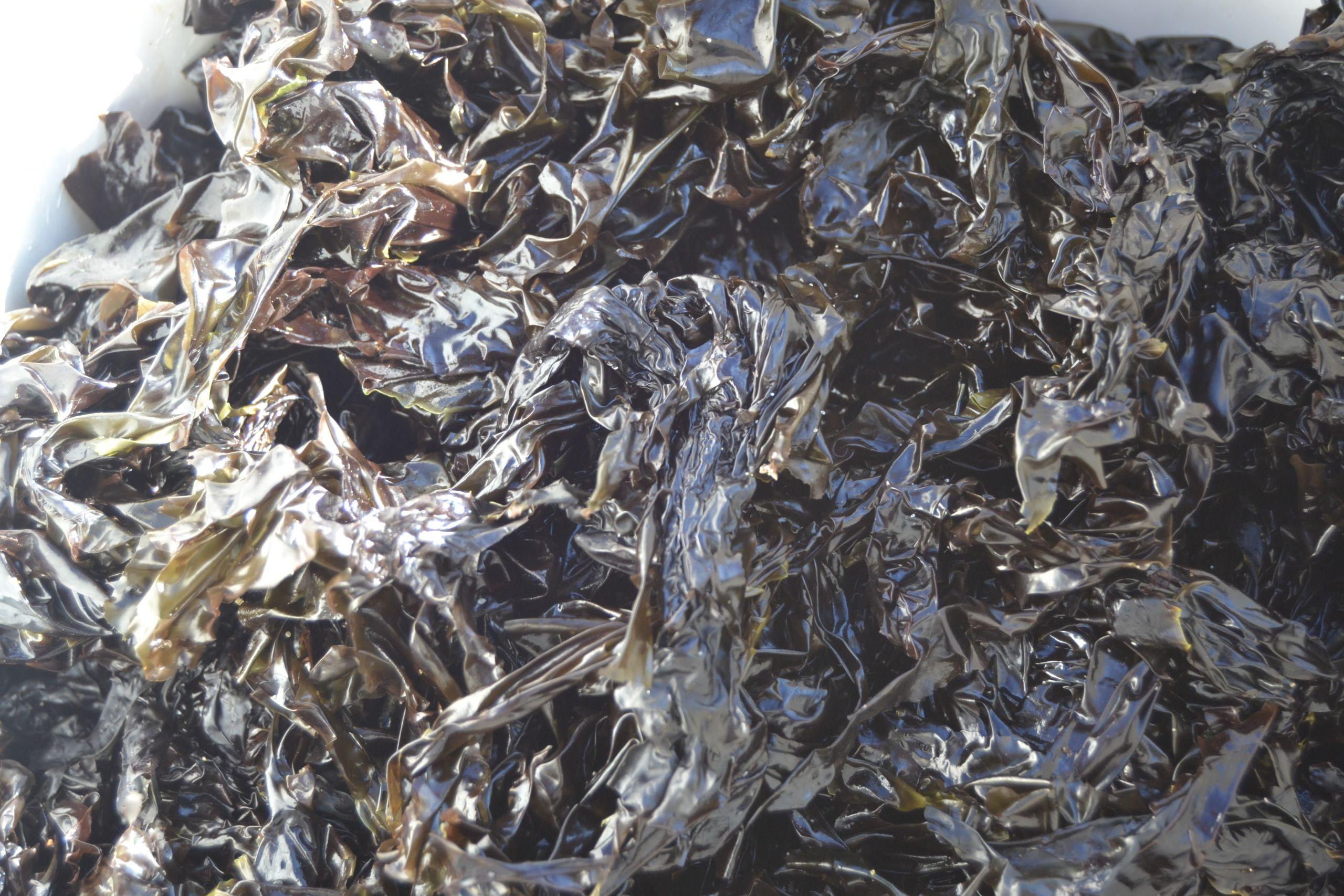 Algunas de las algas empleadas por Galuriña en sus productos (Cedida).