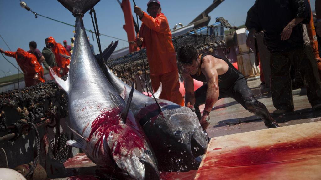 Apertura de la temporada de pesca de atún en Barbate.