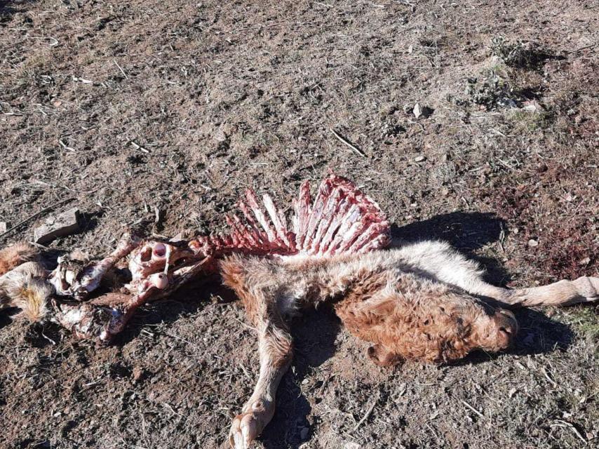 Ternero comido por los buitres
