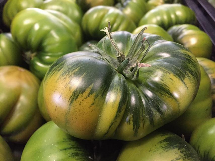 Tomate RAF de Almería