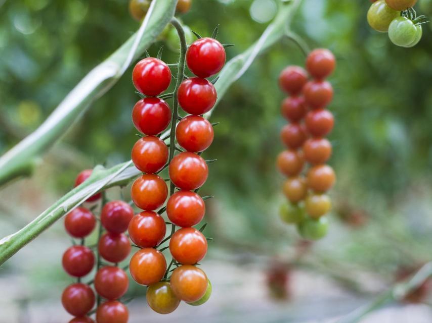 Tomates cherry