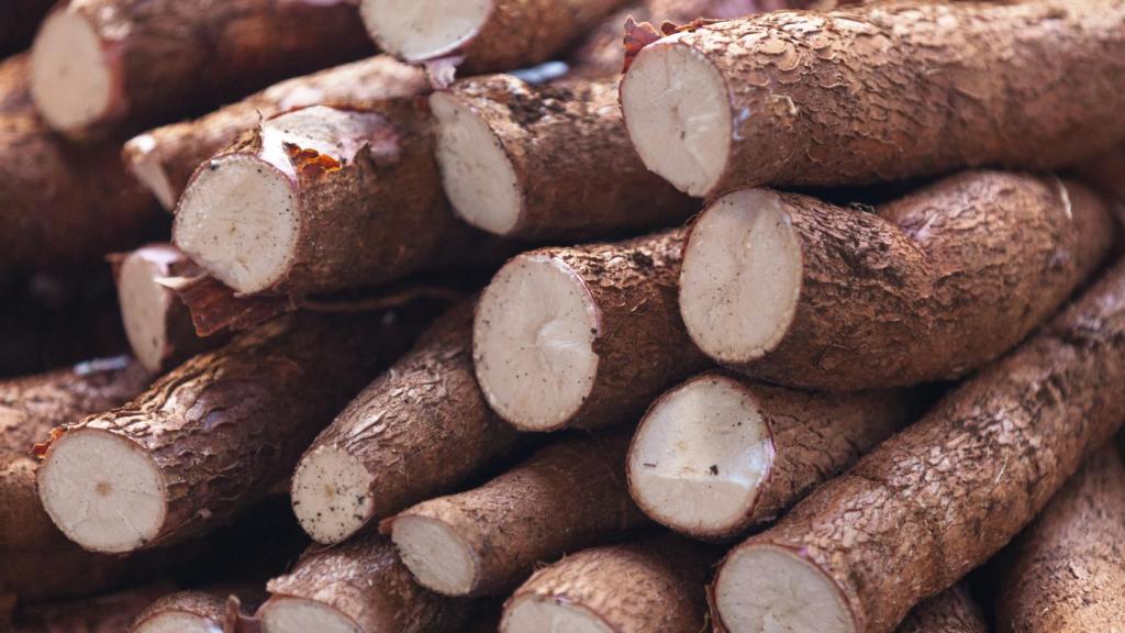Varias yucas, también llamadas mandiocas.