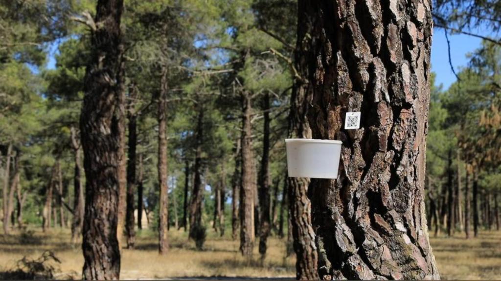 Imagen de uno de los proyectos de Fernando Julián Martín para recoger resina de los árboles