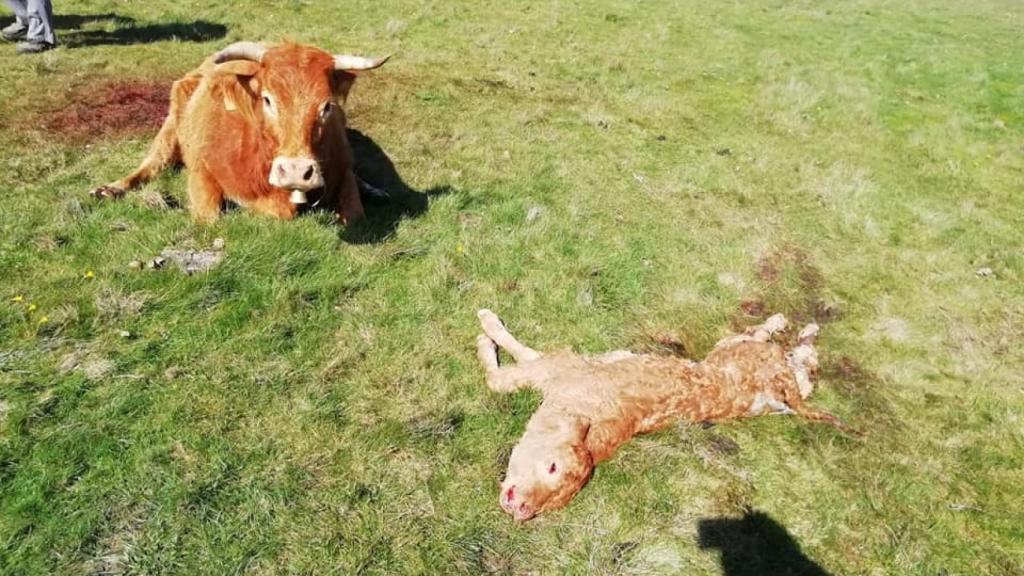 Fotografía del ataque a la explotación ganadera de Sayago
