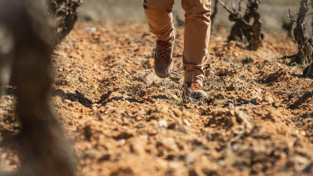 El suelo y el clima de estos viñedos podrían catalogarse como 'Grand Cru'.