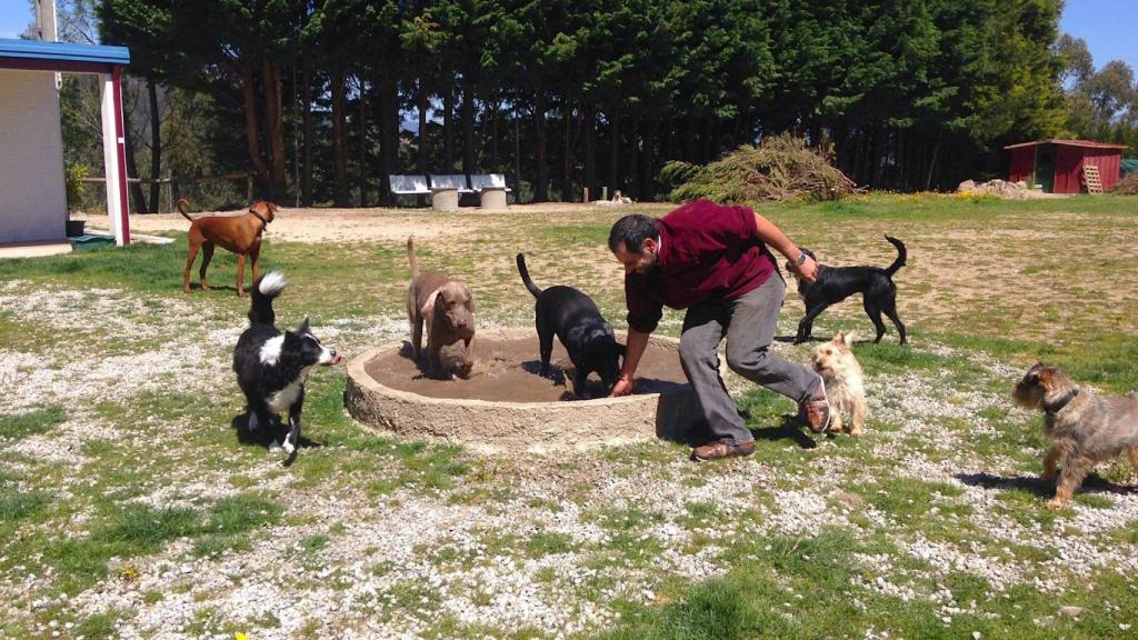 Centro Kennels: el hotel-guardería de las mascotas felices en Combarro (Pontevedra)