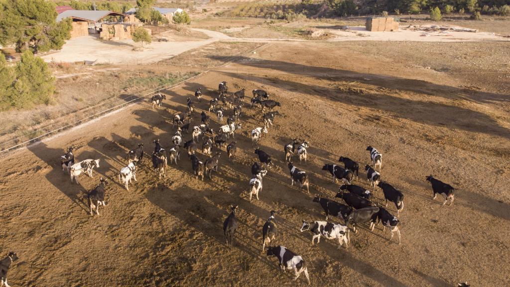 Las cabezas de ganado de El Cantero de Letur viven en régimen de semilibertad.