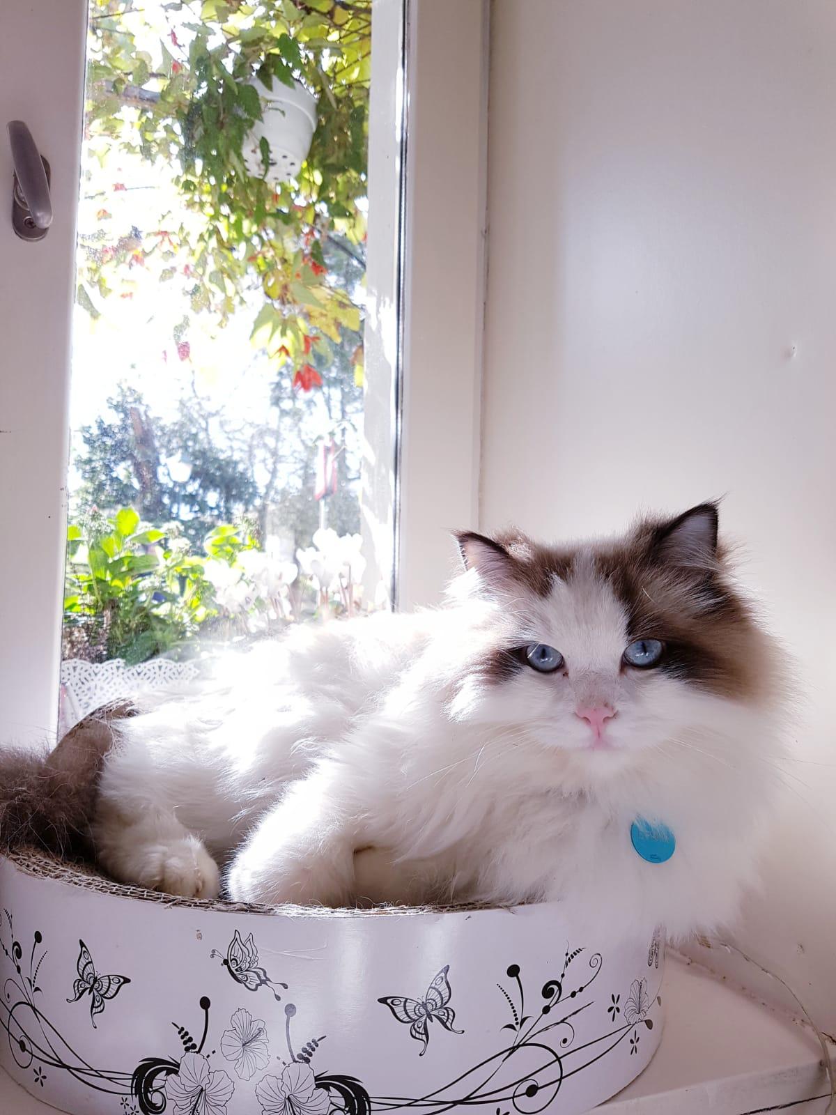 Erwin, el gato desaparecido en Santiago (Cedida).