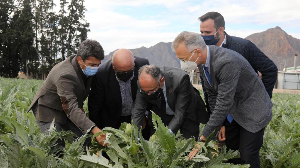 El presidente de la Diputación, Carlos Mazón, en la recogida de la primera alcachofa del año.