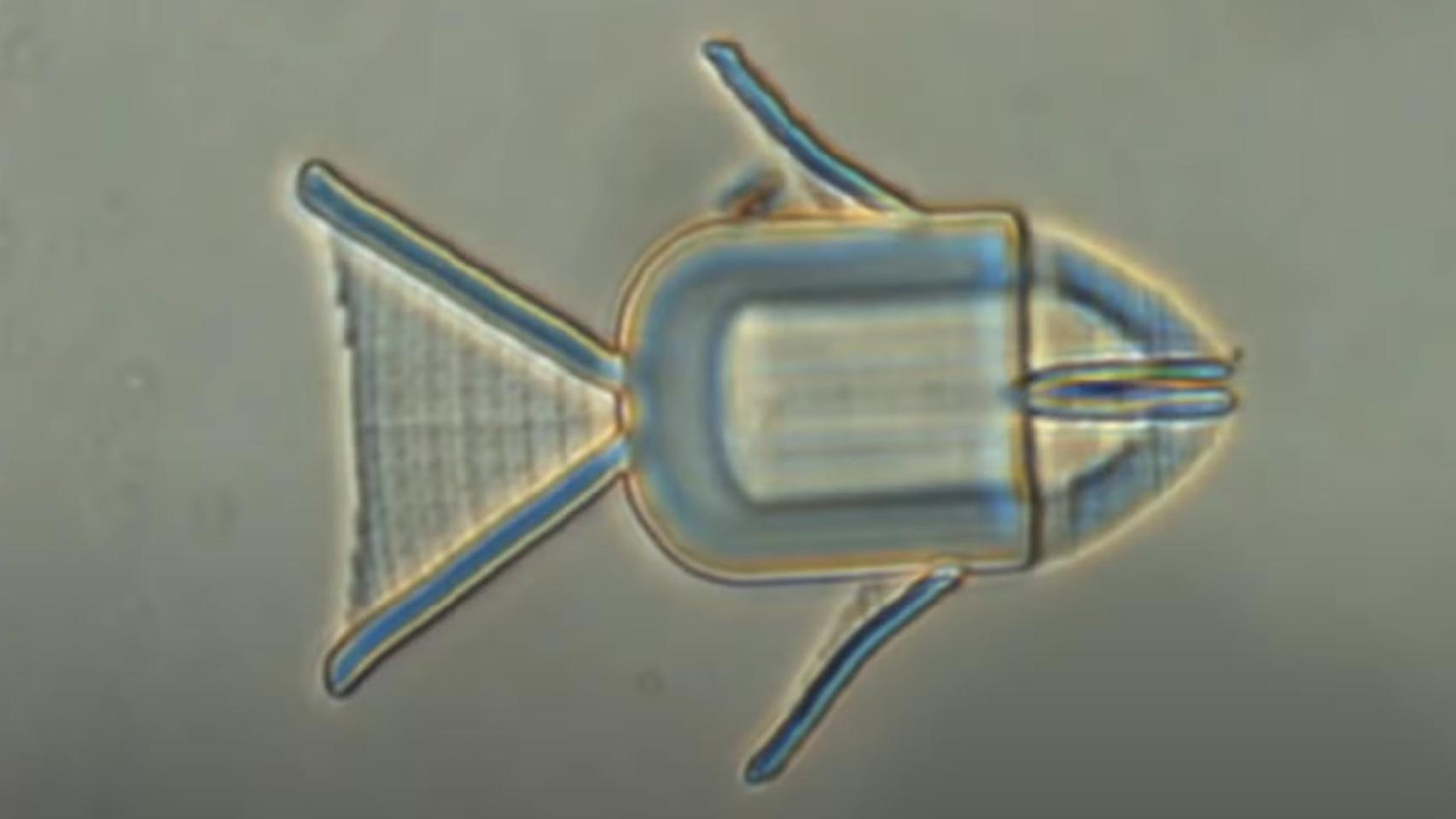 Los microrobots tienen forma de animales: como un pez.