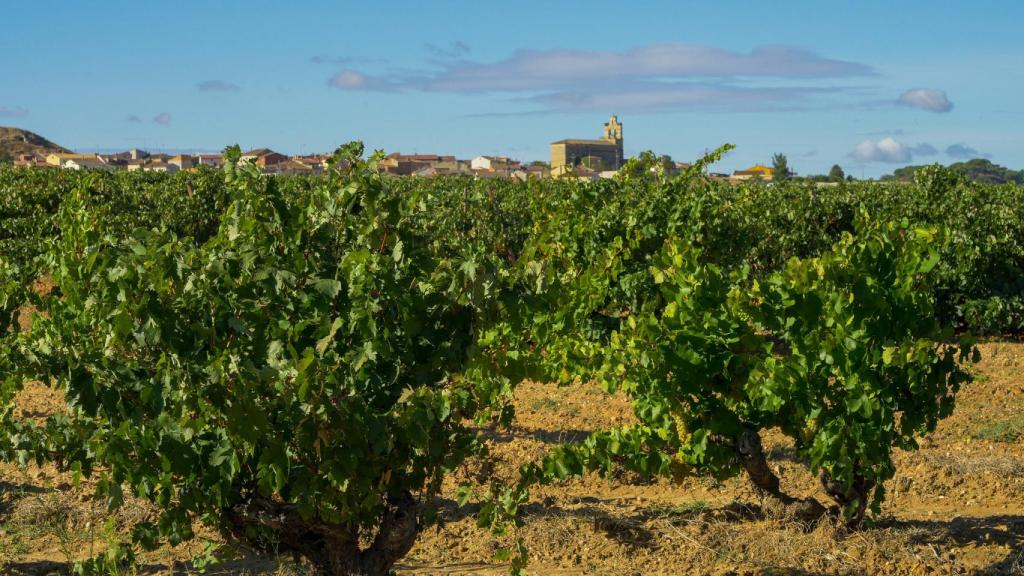 Viñedo de la DO Ribera del Duero.