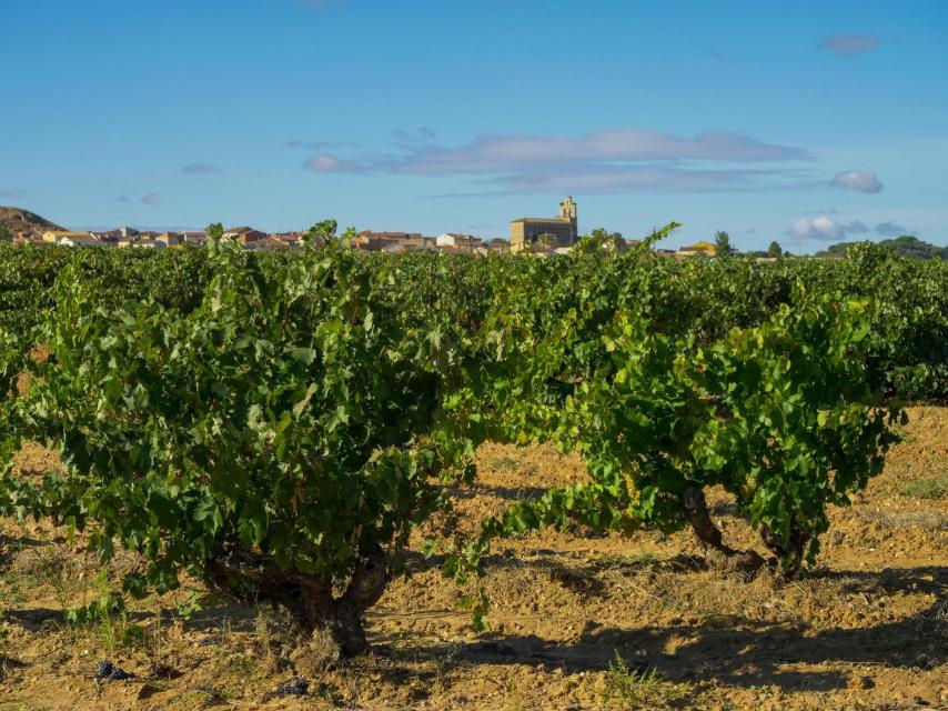 Viñedo de la DO Ribera del Duero.
