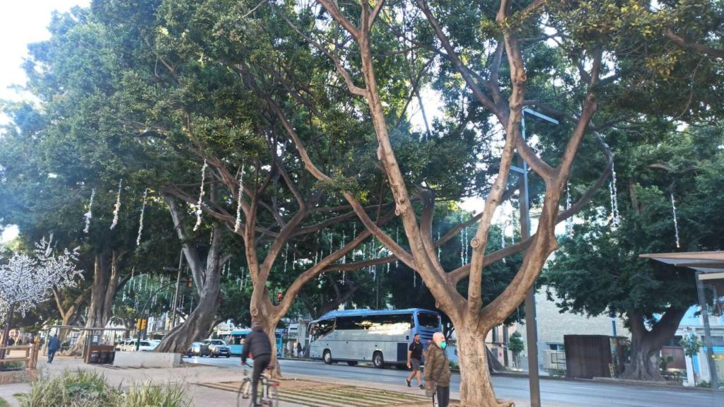 Luces de la Alameda Principal.