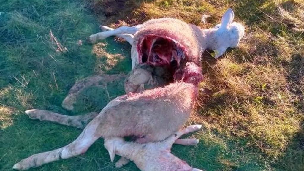 Ataque de lobos en Sayago