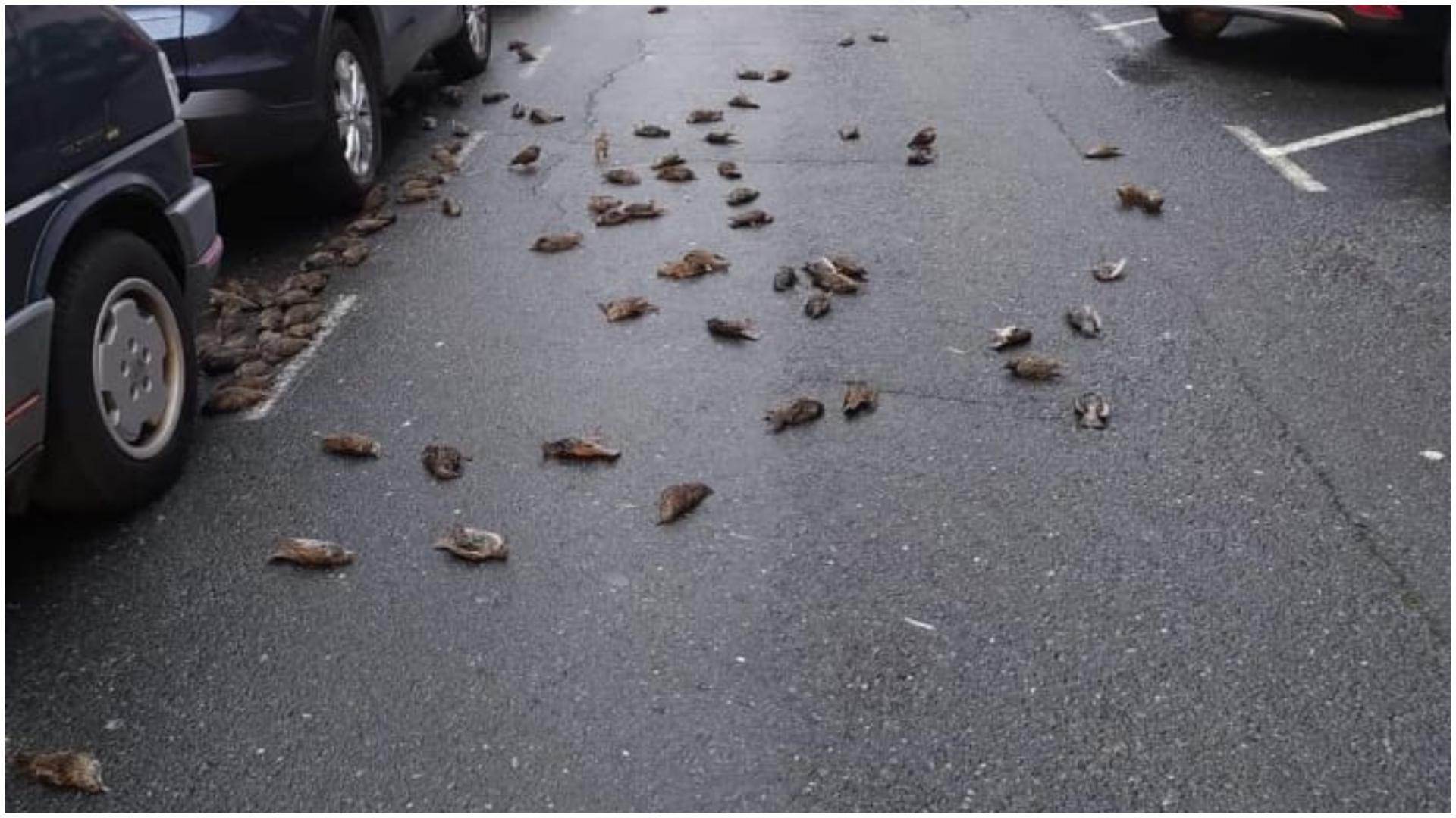 Estorninos sobre el asfalto. Foto: Ana López Barreiro Facebook.