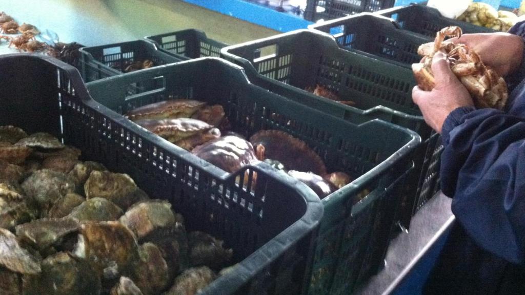 La campaña extractiva de centollo arranca este domingo en la provincia de Lugo