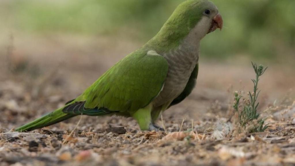 Ejemplar adulto de cotorra argentina en un parque de Madrid.