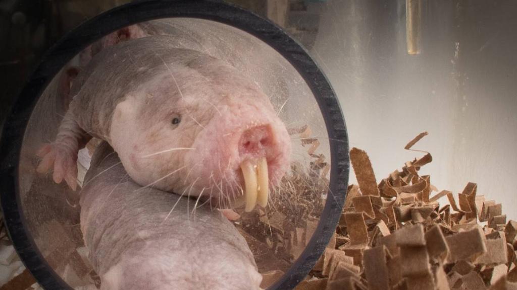 Ejemplares de ratopines rasurados utilizados en el estudio.