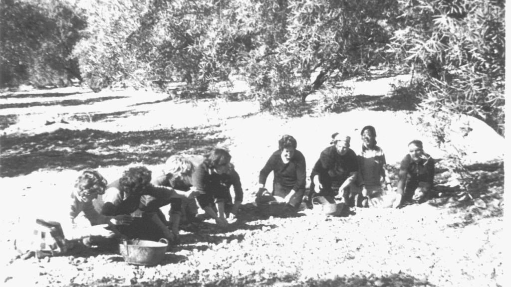 Mujeres de antaño apañan aceituna
