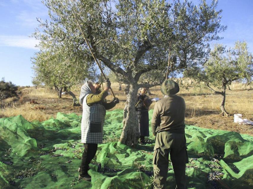 Vareando un olivo en Arribes del Duero