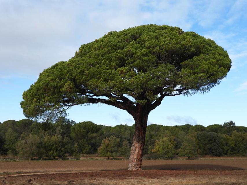 Pino Doncel de Mataperra, uno de los árboles singulares del recorrido.