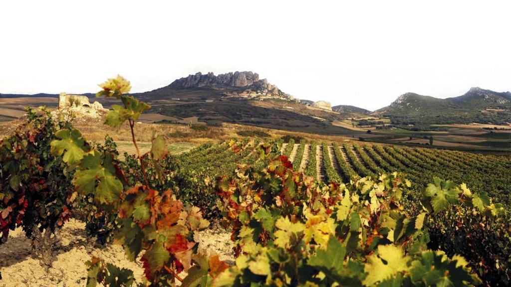Viñedos de Bodegas Tarón.