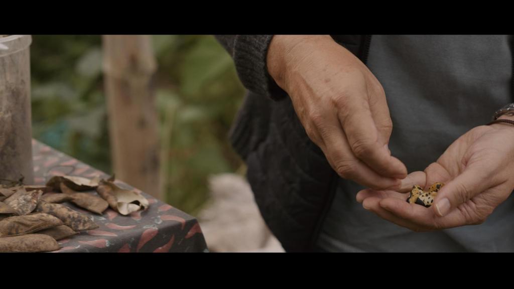 Un fotograma de 'Sembrando el futuro' en el que se ven varias semillas olvidadas