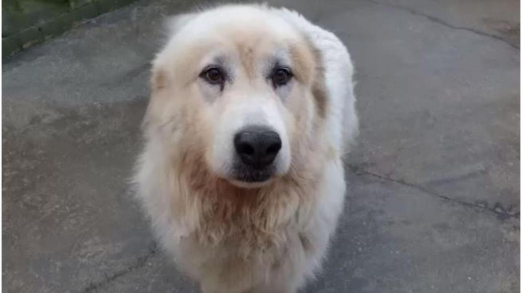 El perro Tito de Apadan.