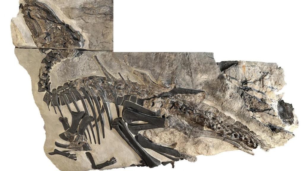 Esqueleto de Bruno, un individuo adulto del dinosaurio ‘Tethyshadros insularis’ descrito en este nuevo estudio. Foto: P. Ferrieri