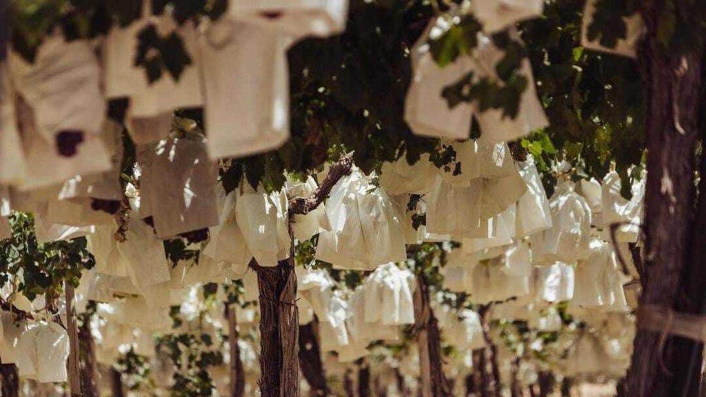 Uva embolsada del Vinalopó (Alicante).