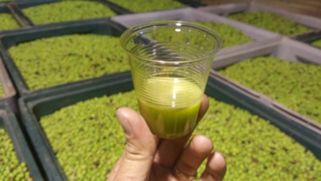 Oro líquido, el símil más usado de la historia