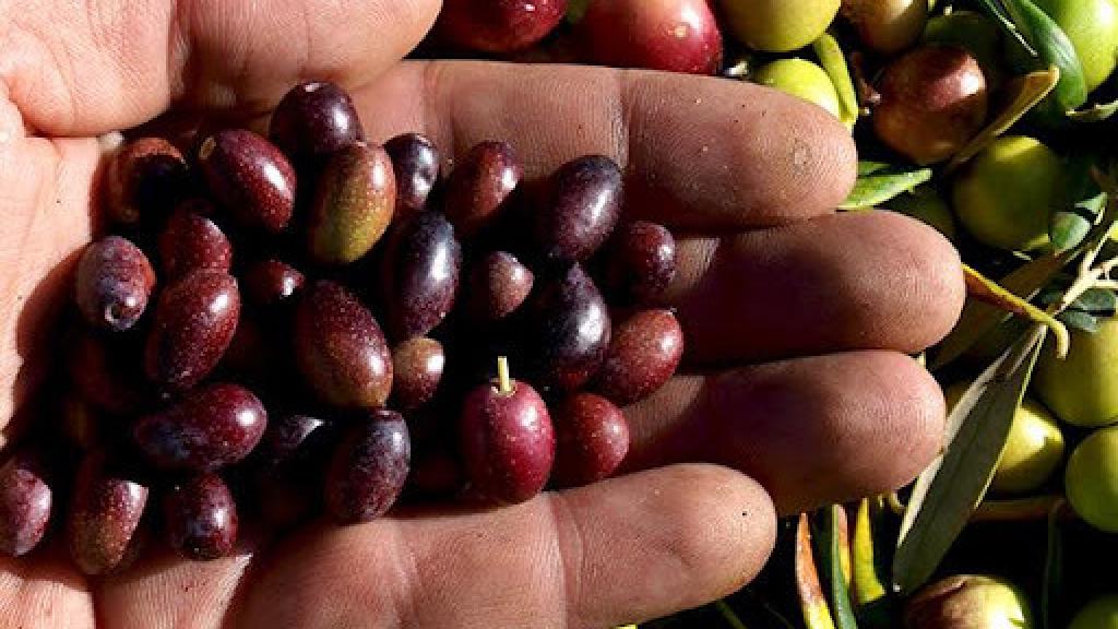 El aceite resultante depende de la calidad de las olivas