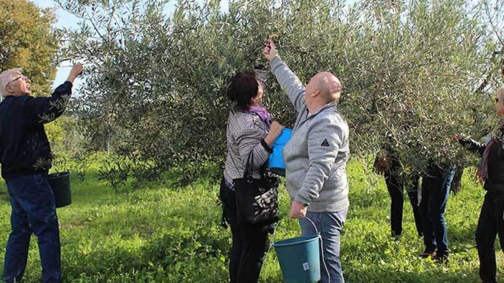 El no va más del turismo es partirte el lomo recogiendo aceitunas