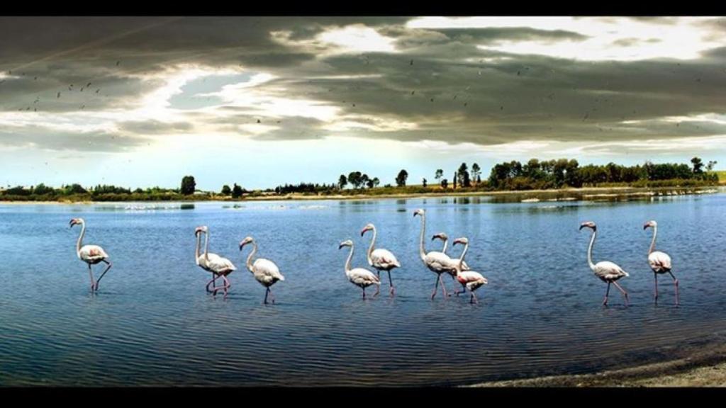 Laguna de Pozuelo de Calatrava. (Foto: Turismo Ciudad Real)
