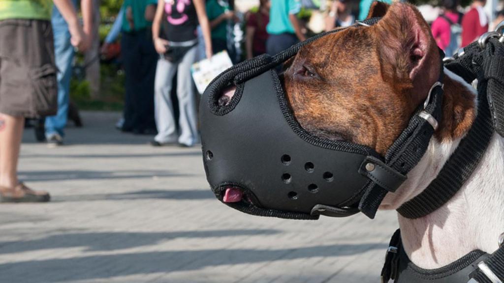 Perro potencialmente peligroso, en imagen de archivo.