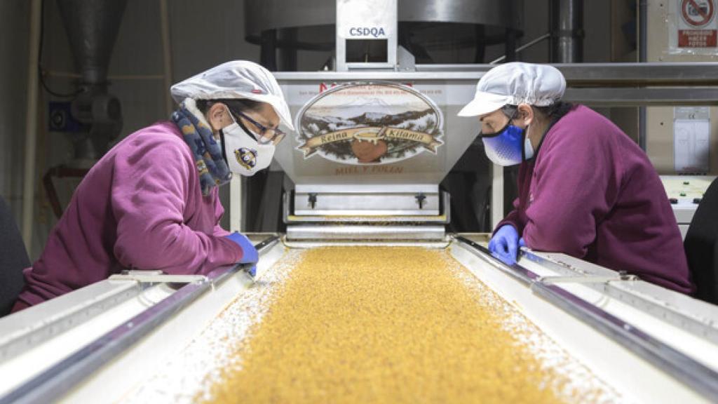 David Arranz / ICAL . Sociedad cooperativa apícola Reina Kilama. En la imagen la zona de selección del polen.