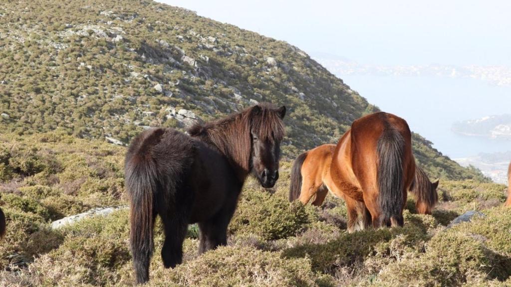Caballos salvajes en Galicia.
