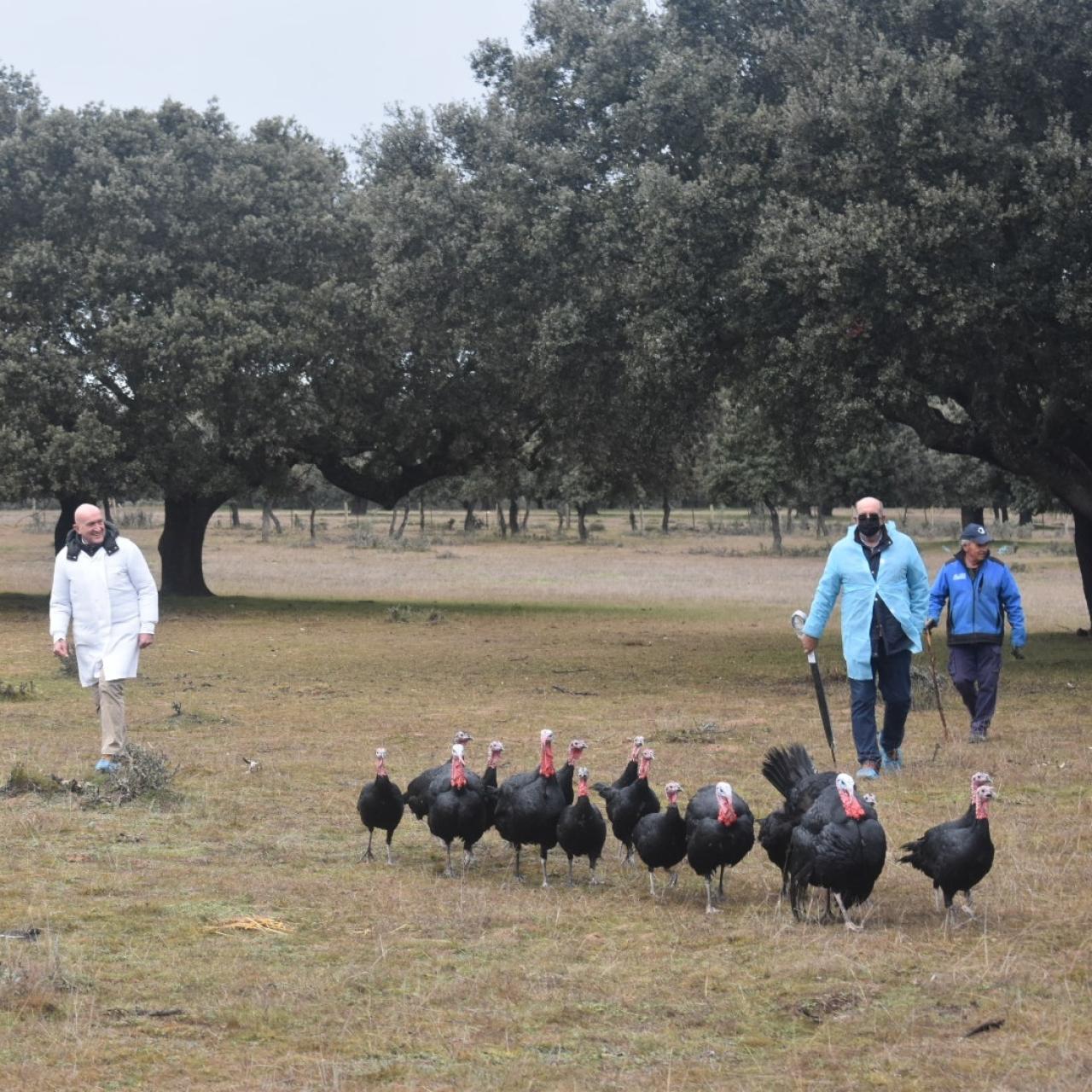 Ganadería de pavos en la dehesa salmantina