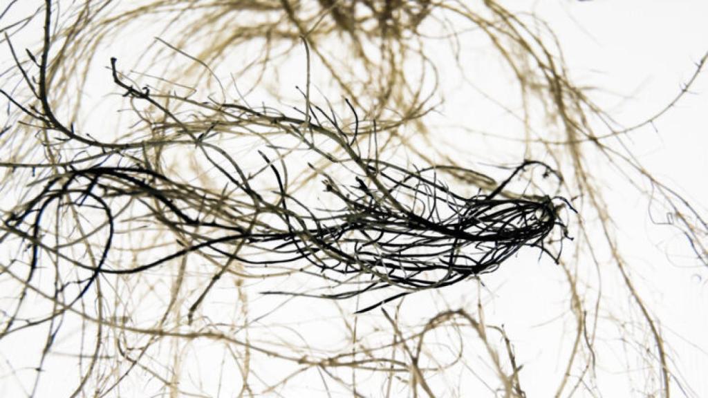 Raíces de la planta biohíbrida