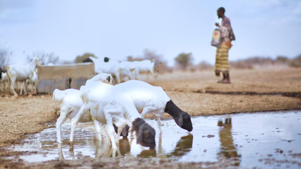 Efectos de la sequía en Kenia.